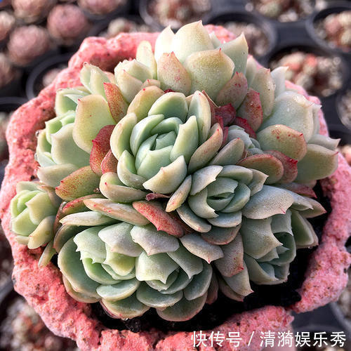 三元缓释肥|盘点10种“容易度夏”多肉,南北方花友,随便选、随便养