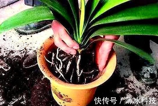 瓜子皮|什么花生壳、瓜子皮都不如“两种肥”,拿来养君子兰,叶绿花更旺