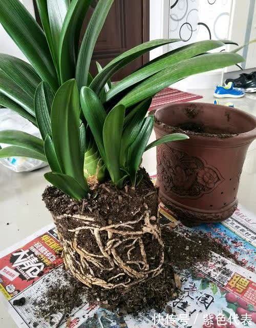 长寿花|立秋后,3种花要及时“翻盆”,不然影响“生长”和开花