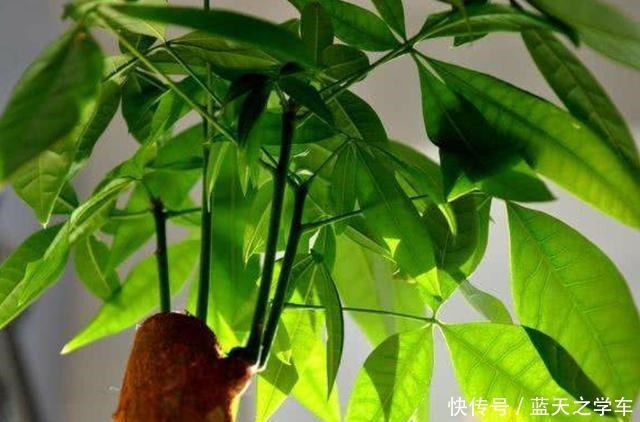 了解发财树的“三喜三怕”,少黄叶烂根,再也不说它难养!