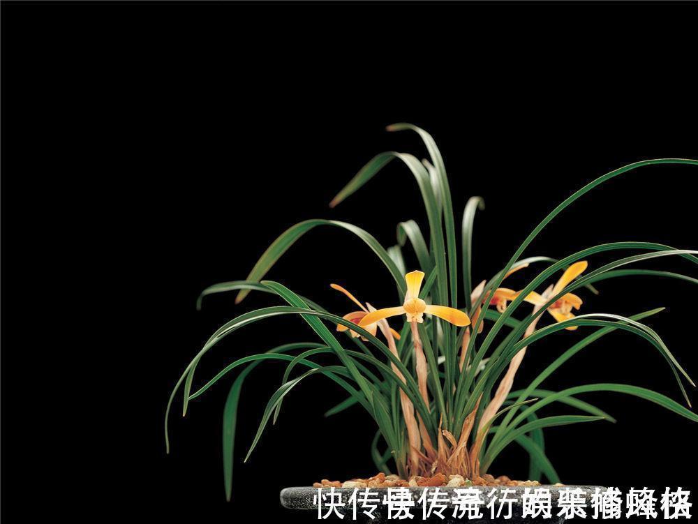 并蒂花|养花试试这几款,花朵绽放就像一个大包子一样很饱满