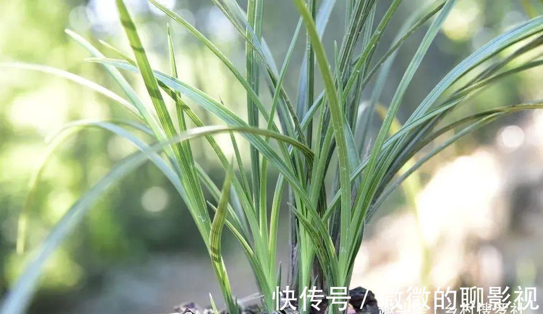兰花茎腐病有特效药吗?兰友说:无非这3种,有效而且使用简单