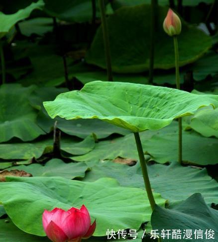 天赐光环|8月下旬，鸿运当头，4属相机遇不断，财源广、横财来，生活无忧