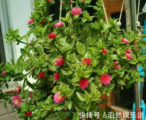 爆盆|养花技巧10种吊兰，好扦插，易爆盆，掐一根一插就是一大盆！