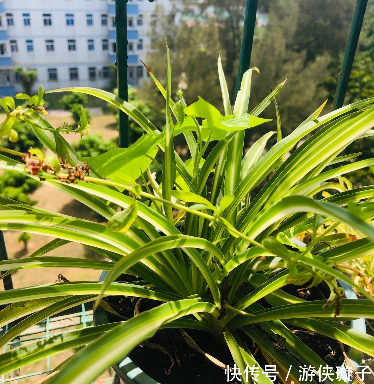 冬季|吊兰的冬季养护,有2点要注意,叶更绿更多更美观、郁郁葱葱