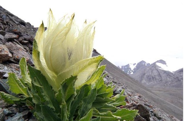 人称“水母雪兔子”,一生只开一次花,这种植物很漂亮见到请珍惜