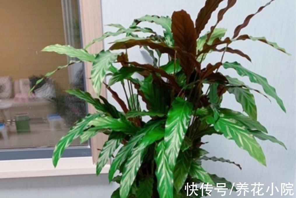 天冷了没花看,不如养6种漂亮“绿植”,美观大方还有益健康