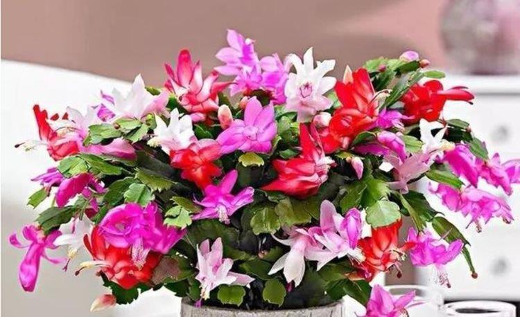 绣球花|这几款植物养在家里,花期长易打理,惊艳如花球,美翻了