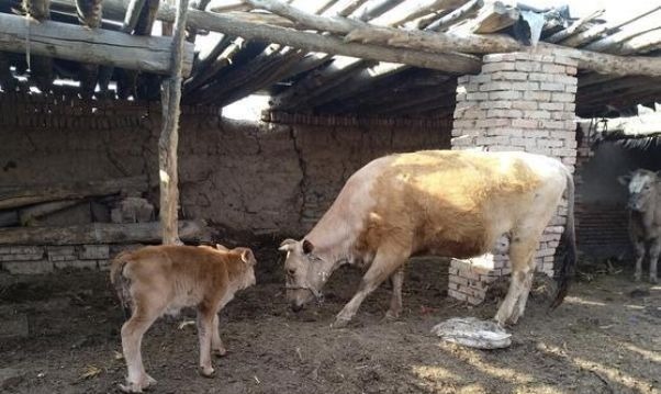 养殖户|母牛产后消炎用什么药?母牛产后消炎打什么针?完整方案来了