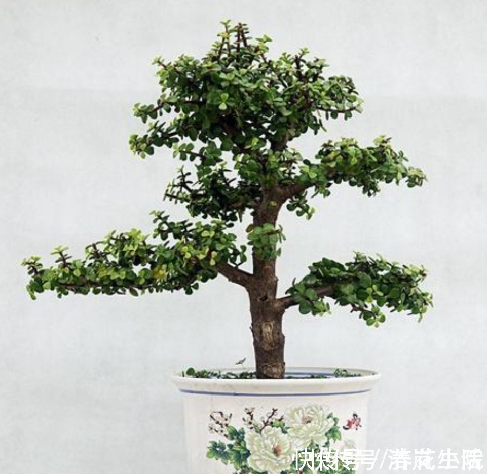 树形|金枝玉叶,养成造型优美的盆景,需要做好几个关键事项