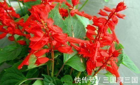 农历十一月大雪过后,养什么花?家里养3种花,富贵吉祥福寿安康