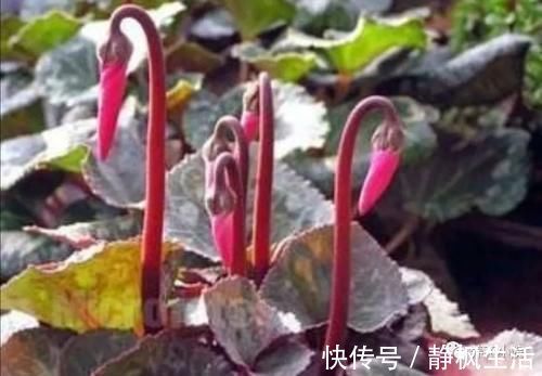 开花期|仙客来开花期,给它做4个小细节,开花时间长,花色更美