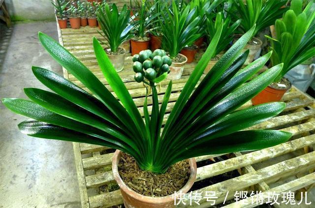 根部|不会养君子兰,记住5个技巧,盆盆长爆盆,棵棵开花艳