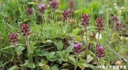  祛痰|地里有种叫“夏枯草”的植物，用来炖鸡很不错，拿来入药祛痰止咳