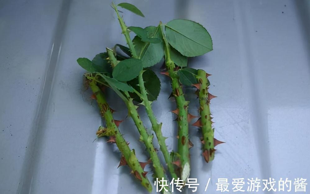 适合10月扦插的“5种花”，喜欢不要花钱买，几根枝条就能插一盆