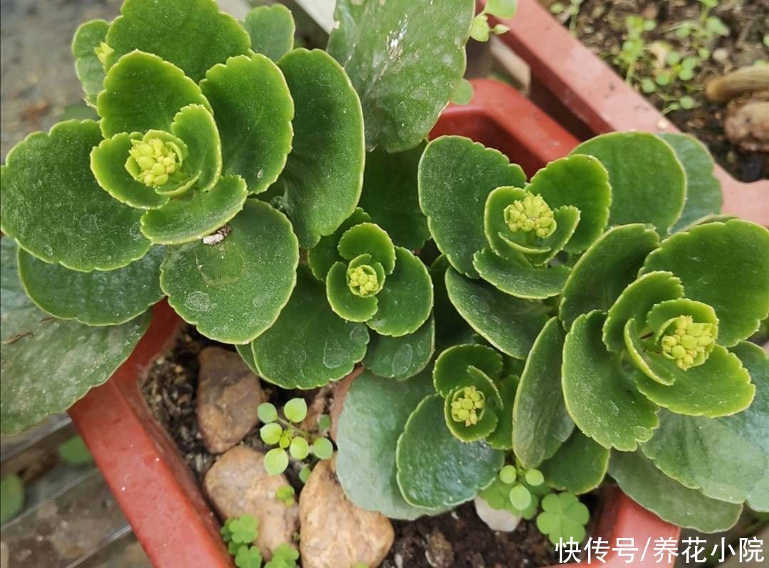 秋天3种花“睡醒了”,给它们补足养分,花苞长满枝头