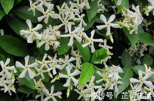 观赏价值|几款些花,开花吉祥又喜庆,养在庭院十里飘香