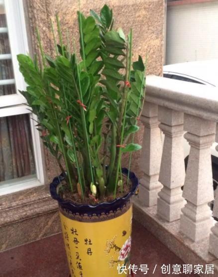 金钱树|6种植物,花开富贵“好兆头”,能养开花“不简单”