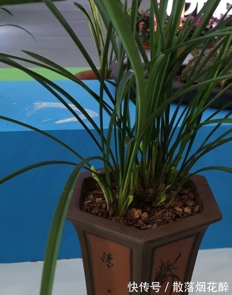 10大兰花品种,你见过几个