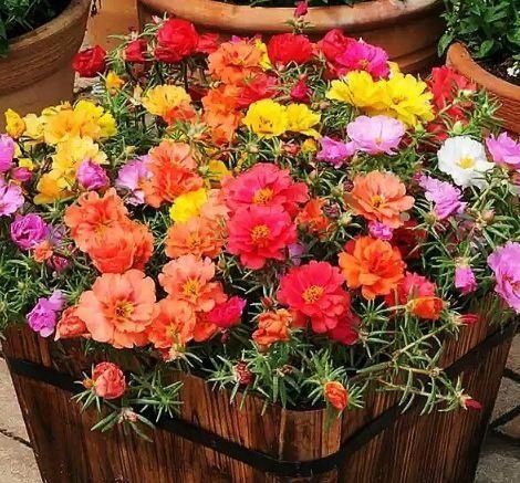 夏天太阳再强也能开的3种花,个个开的旺,越晒花越多,超漂亮