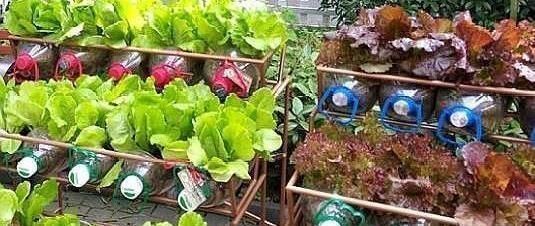 捡30个“空油桶”饮料瓶,这样种菜养花,家里都不用“买菜”了