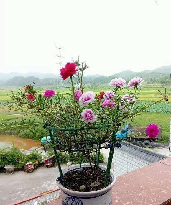 如何把“太阳花”养成一棵“小花树”？教你正确方法，年年都开花