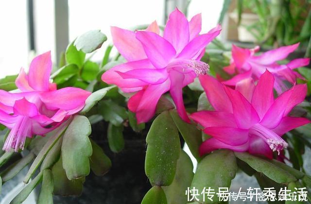 仙客来|被称为“夏必死”的8种花，我却喜欢买一些，因为能“省”不少钱
