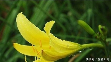 农村这种花很美还能入药治病 有养血平肝 利尿消肿的功效 快资讯 农村这种花很美还能入药治病 有养血平肝 利尿消肿的功效 快资讯