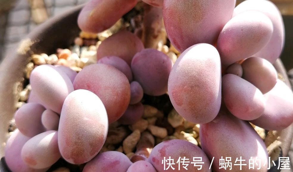 多肉品种何其多,唯有桃蛋是最爱