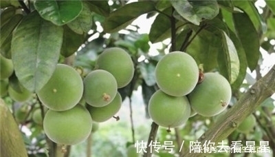 化橘红|它的果皮晒干后是一种药材,叫做化橘红,中医管它叫“南方人参”