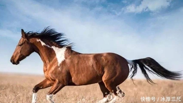 宿命|生肖马晚年宿命:特别是66年、78年的,看完真的甘心认命?