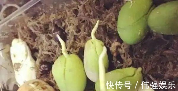 3种“吃不起”的东西,捡“1颗”种子扔盆里,长成小树,结果能吃