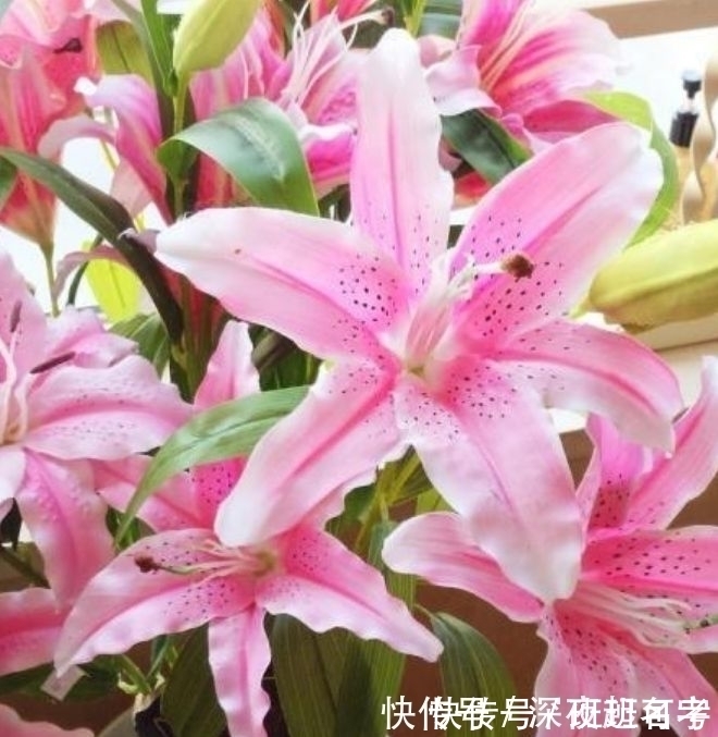 金鱼吊兰|这几款植物养在家里,一年四季开花不断,花大色艳很漂亮