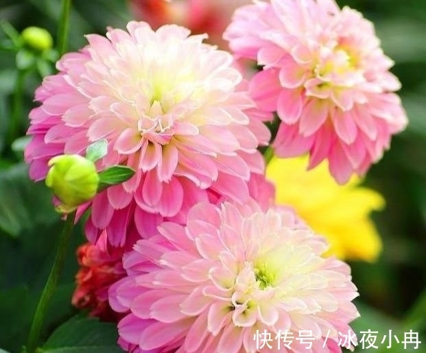 4种漂亮花养家里，一年四季开花不断，惊艳如花球，美翻了