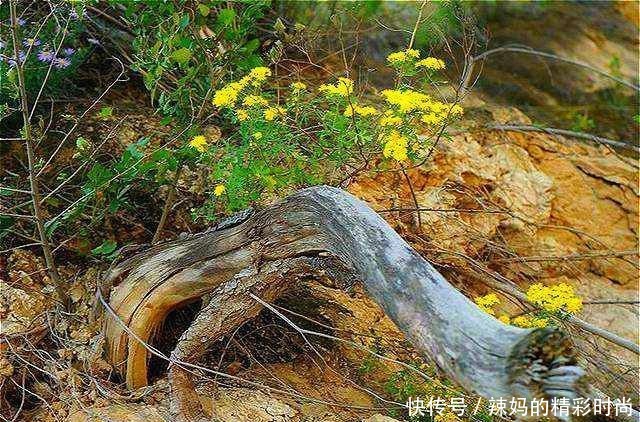 全师|血战忻口,师长李仙洲被日军狙中,他是如何活下来的