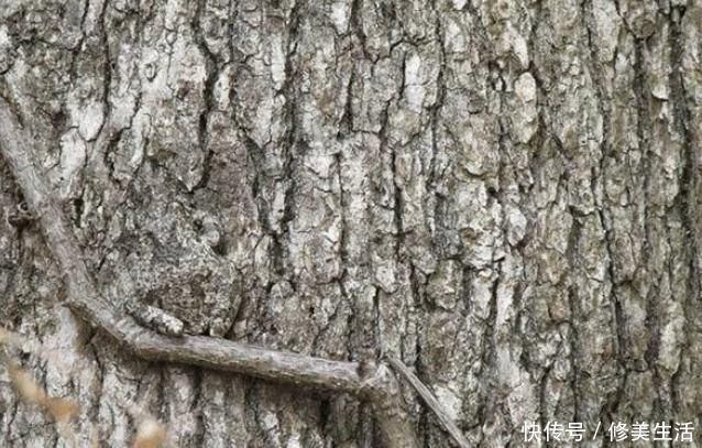 萃枫苷|老年痴呆程度测试图上有只青蛙,30秒内能找到,说明大脑还不赖