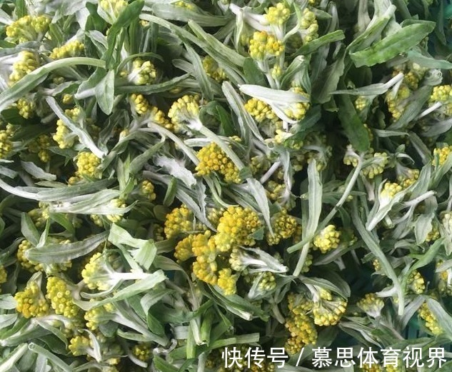 折耳根|被打绝迹的野菜，在农村老家剩下的一点，看看你还认识吗？