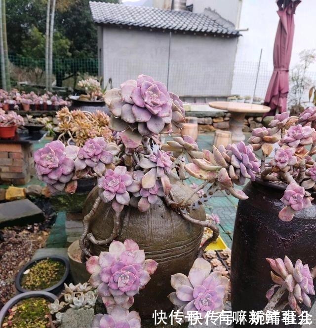 观赏价值|她用2年时间,把多肉养成“悬崖老桩”,总结了3个实用方法!