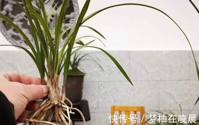 秋天兰花空根怎么办?这几种错误的处理方法,很难让空根再生根