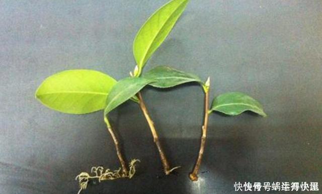 多肉|扦插的5个错误操作,不是难生根,是你做错了,扦插其实很简单