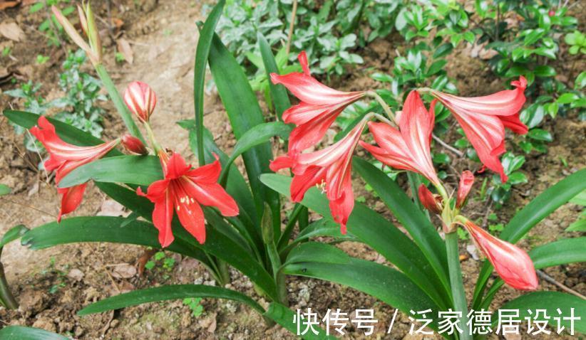 种球|正逢秋日养花好时节，买花就选这3款，一开大半年，开花量还大