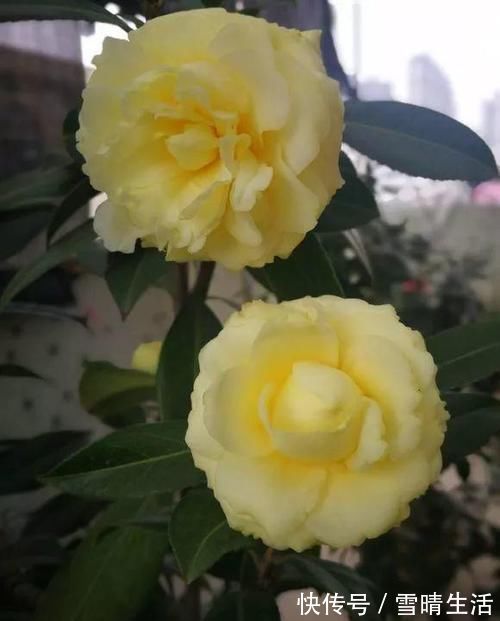 月季|此花是中国传统名花，颜值不输牡丹月季，是家庭盆栽佳品！