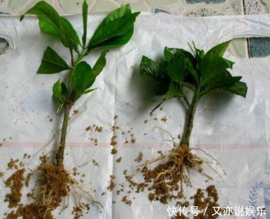 6月扦插“2种花”刚好,20天生根,3个月上盆,开花多,又香又美