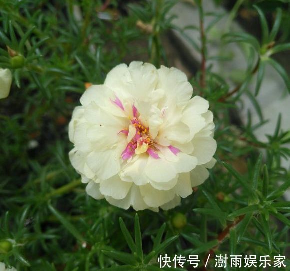 爆盆期|夏天扦插首选“太阳花”,随便插一插,一个月迎来盛花爆盆期