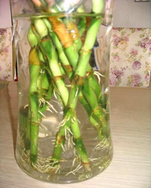  锈蚀的铁钉|富贵竹黄叶后，花瓶内放铁钉？错了越放黄叶越快