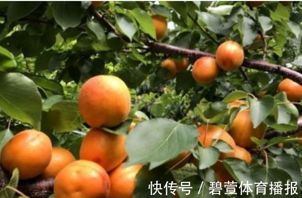 介壳虫|杏生津止渴,润肺化痰,农民重点只需掌握四点,收获吃不完的杏子