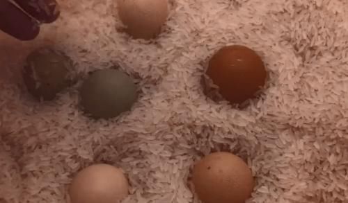 大米|抓紧把剪刀插进大米里,现在知道还不晚,快告诉家人