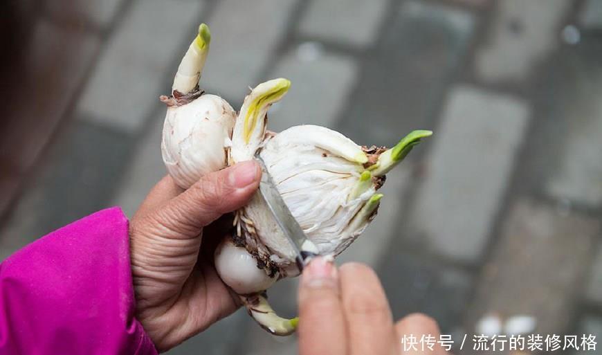  种球|水仙种球雕刻几刀，开出极品水仙花，惊爆眼球