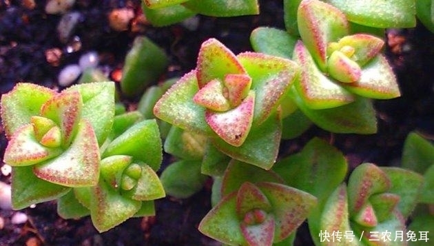 变化|秋天怎么养多肉? 多肉植物秋天怎么养护?