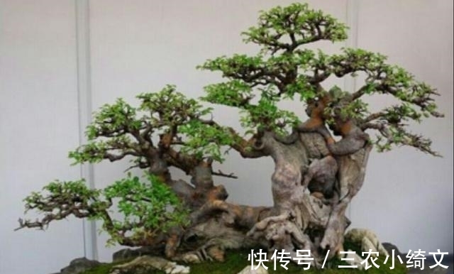 盆景|榕树盆景在北方也可以养护的很好